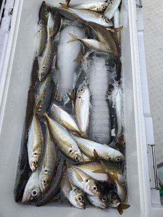 アジ
