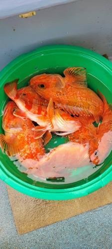 アラ
