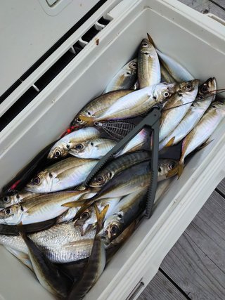 アジ