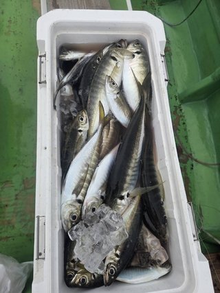 アジ