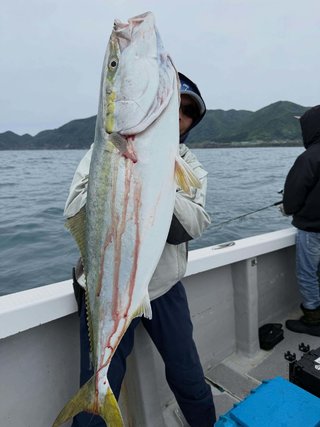ブリ