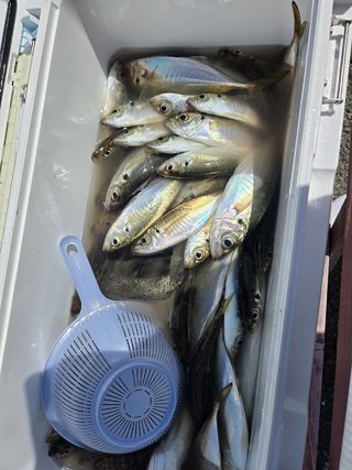 アジ
