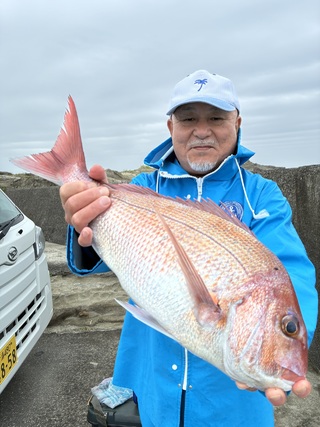 マダイ