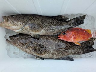 オオモンハタ