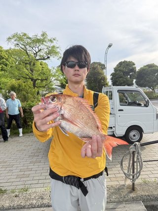 マダイ