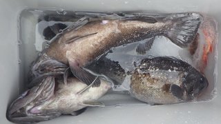 ウッカリカサゴ