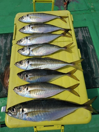 アジ