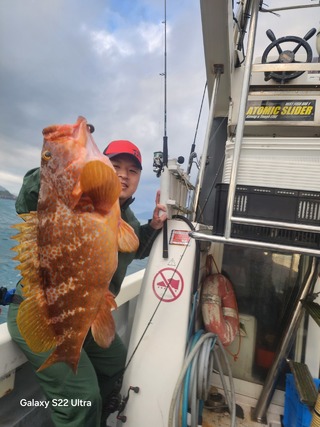 アコウ
