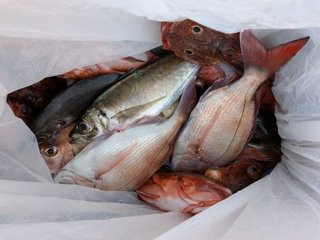 アジ