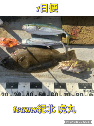 ヒラメ