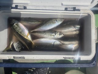 アジ