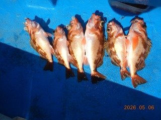 オキメバル