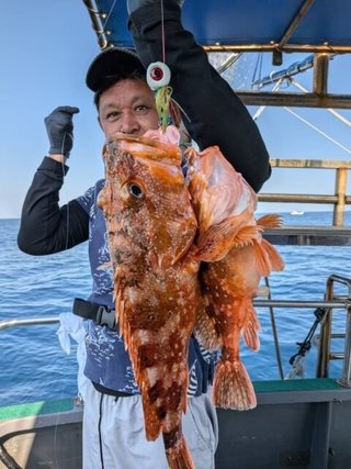 カサゴ