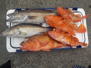 最新釣り情報・釣果｜稲荷丸【公式サイト】