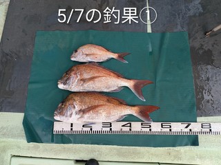 マダイ