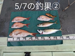 マダイ