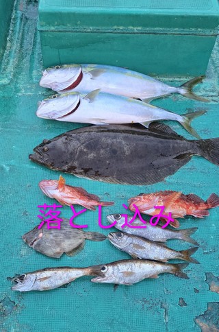 ヒラメ