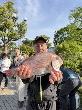 マダイ