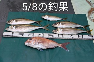 マダイ