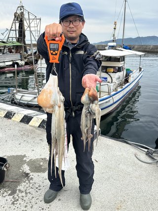 マダコ