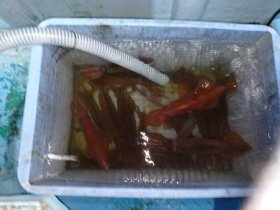 ムギイカ