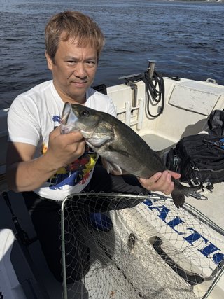 シーバス