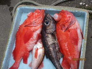 クロムツ