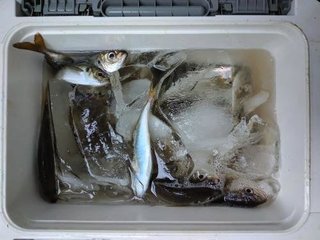 アジ