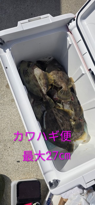 カワハギ