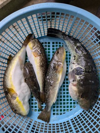 ショウサイフグ