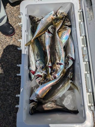 アジ