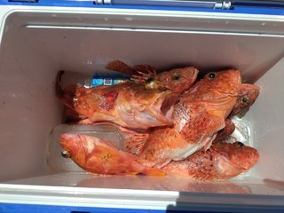 オニカサゴ