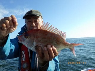 マダイ