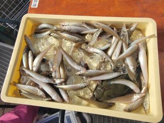 シロギス