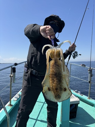 アオリイカ