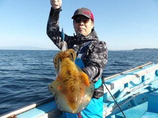 アオリイカ