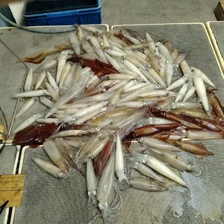 ヤリイカ