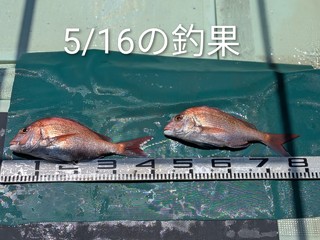 マダイ