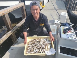 シロギス