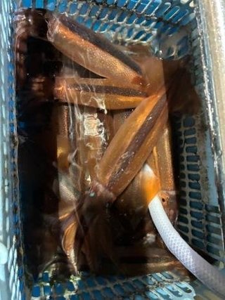 スルメ