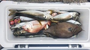 アジ