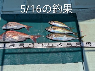 マダイ