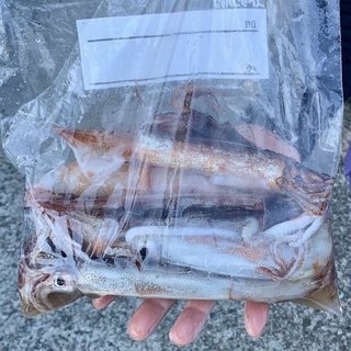 スルメイカ