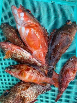 カサゴ