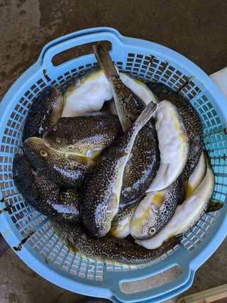 ショウサイフグ
