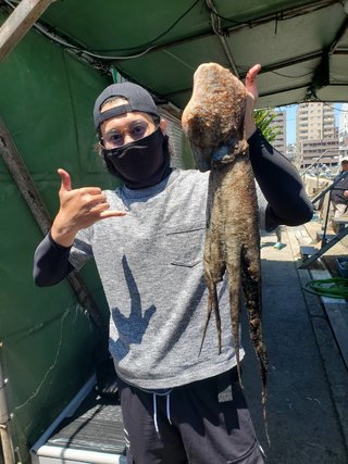 マダコ