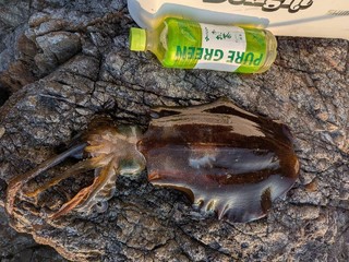 アオリイカ
