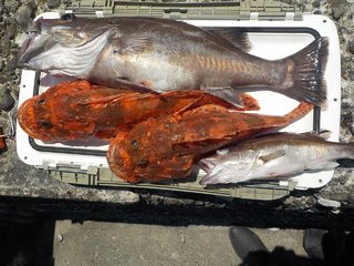 アラ
