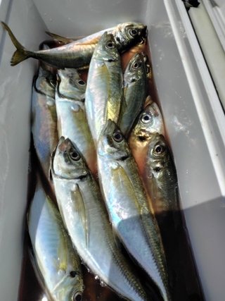アジ