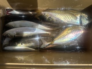 アジ